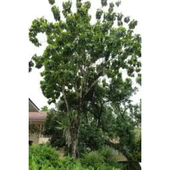 Green Teak Plant teak-plant-08-9449273-55032.webp