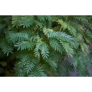 Teak Plant teak-plant-09-2568752-83768.webp