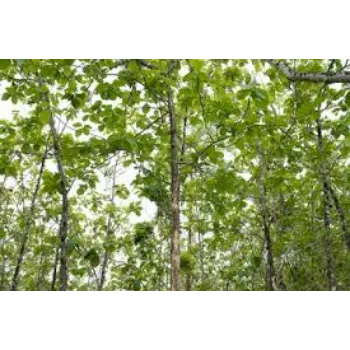 Natural Teak Plant teak-plant-09-4441893-46443.webp