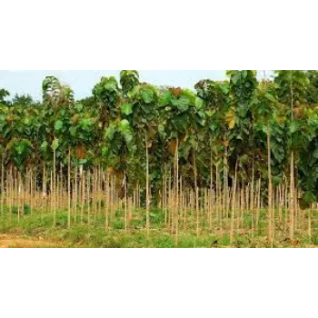 Organic Teak Plant teak-plant-10-113295-43429.webp