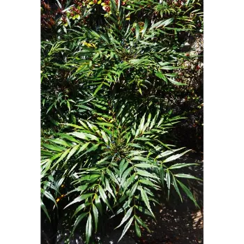 organic Teak Plant teak-plant-10-1273652-31169.webp