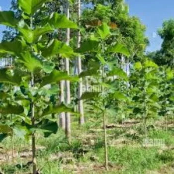 A.p. Flower Mart Teak Plant teak-plant-10-2343104-47255.webp
