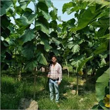 Natural Teak Plant teak-plant-10-5910702-37671.webp