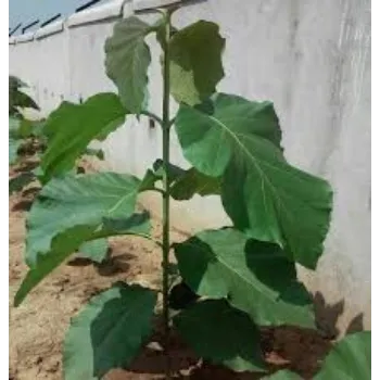 Natural Teak Plant teak-plant-2-3876060-60095.webp