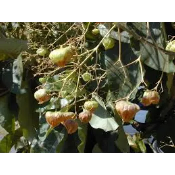 Organic Teak Plant teak-plant-3-3535638-90793.webp