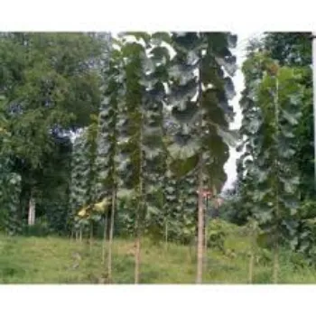 Organic Teak Plant teak-plant-4-1311629-4026.webp
