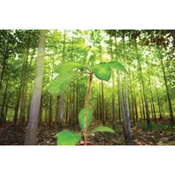 Teak Plant teak-plant-5-608664-32504.webp