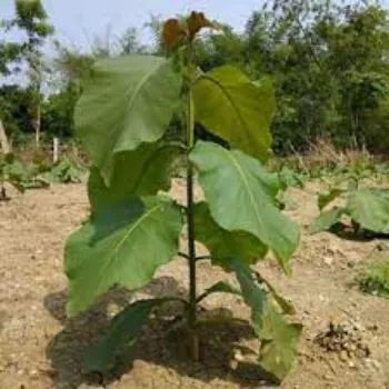 Natural Teak Plants teak-plant01-9625883-81753.webp