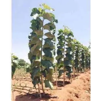 Natural Teak Plants teak-plant02-4946799-23000.webp