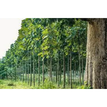 Common Teak Plants teak-plant03-3200432-96089.webp