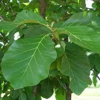 Common Teak Plants teak-plant05-5652232-34428.webp