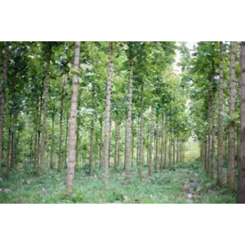 Natural Teak Plants teak-plant05-6529390-66858.webp