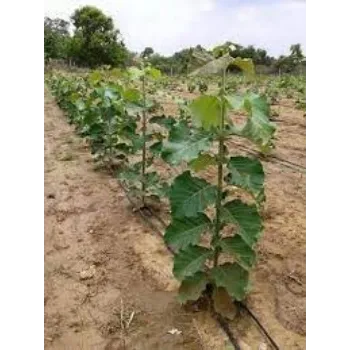 Natural Teak Plants teak-plant05-7013414-66879.webp