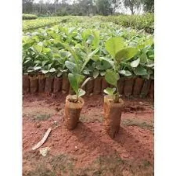 Organic Teak Plants teak-plant06-1004198-44802.webp