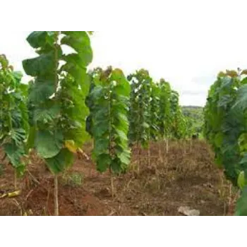 Organic Teak Plants teak-plant07-8279913-39343.webp