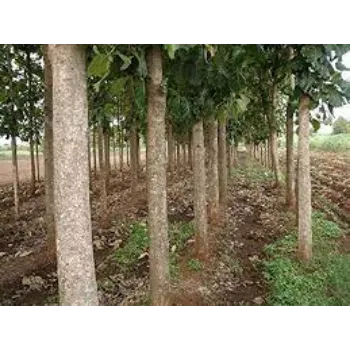 Fresh Teak Plants teak-plant08-126869-26267.webp