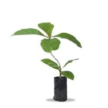 Organic Teak Plants teak-plant08-8877362-74234.webp