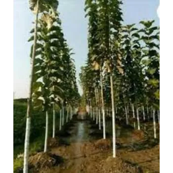 Natural Teak Plants teak-plant10-6104241-48217.webp