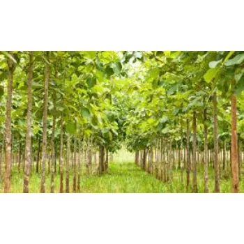Common Teak Plants teak-plant12-1372696-32650.webp