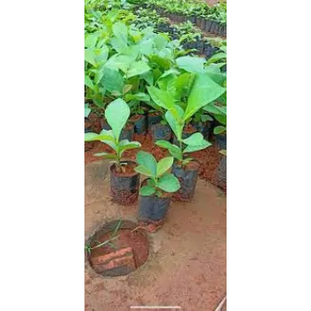 Natural Teak Plants teak-plant13-3900826-58132.webp