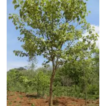 Natural Teak Plants teak-plant15-7158560-15770.webp