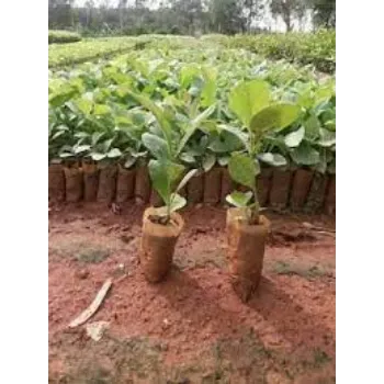 Organic Teak Plants teak-plants06-2430745-77002.webp