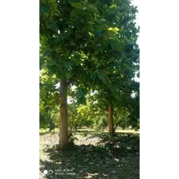 Natural Teak Plants teak-plants10-7295378-73638.webp