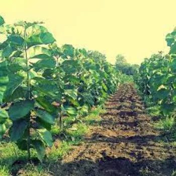 Organic Teak Plants teak-plants12-249234-16855.webp