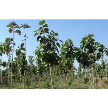 Organic Teak Plants teak-plants14-3885739-98226.webp