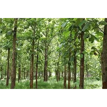 Natural Teak Plants teak-plants15-5933269-56465.webp