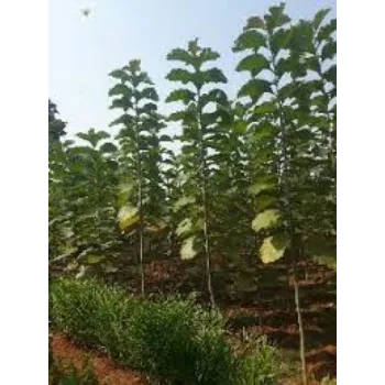 Natural Teak Plants teak-plants17-5200392-67376.webp