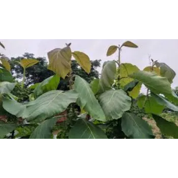 Organic Teak Plants teak-plants18-3122751-10596.webp