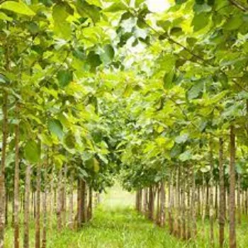 Natural Teak Plants teak-plants19-1375200-77517.webp