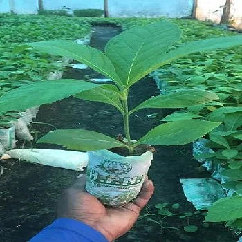 Teak Plant teak1-3366514-38458.webp