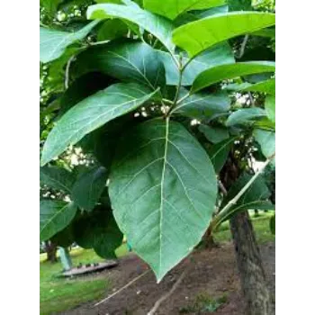 Teak Tissue Culture Plant teak1-5837216-27329.webp