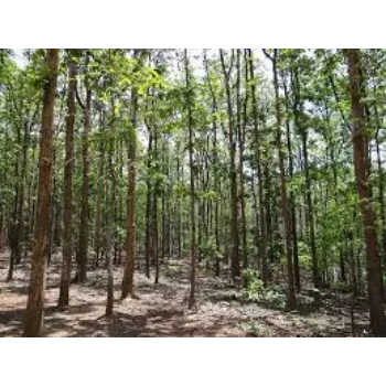 Teak Plant teak10-4471200-54819.webp