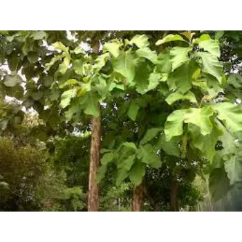 Teak Plant teak2-7890833-62367.webp
