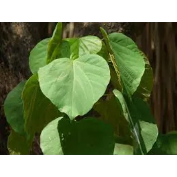 Teak Plant teak3-485042-41141.webp