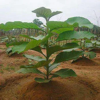 Teak plants teak3-610251-40591.webp
