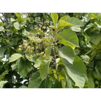 Teak Plant teak5-7357395-68089.webp