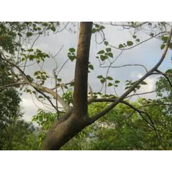 Teak Plant teak6-5956215-41814.webp