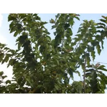 Teak Plant teak9-9749474-73047.webp