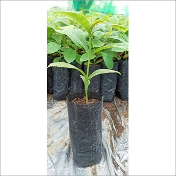 Teak plant teakplant-554246-53967.webp
