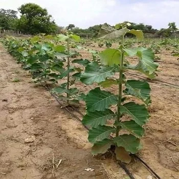 Natural Teak plants teakplants2-7301499-88617.webp