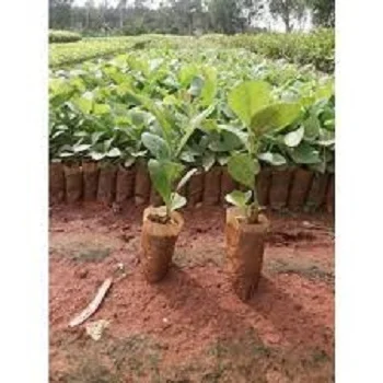 Teak plants teakplants26-6859173-8007.webp