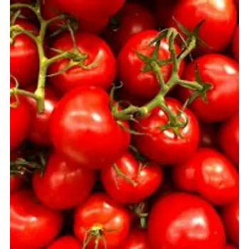 tomato-01-459360-73178.webp