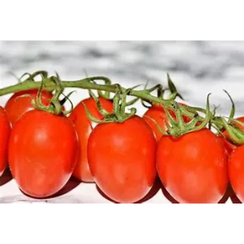 tomato-03-5949677-84678.webp