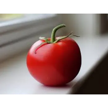 tomato-03-9027585-12259.webp