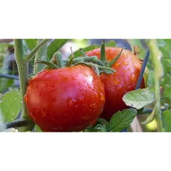 tomato-04-6224477-6072.webp