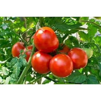 tomato-06-6196650-6953.webp